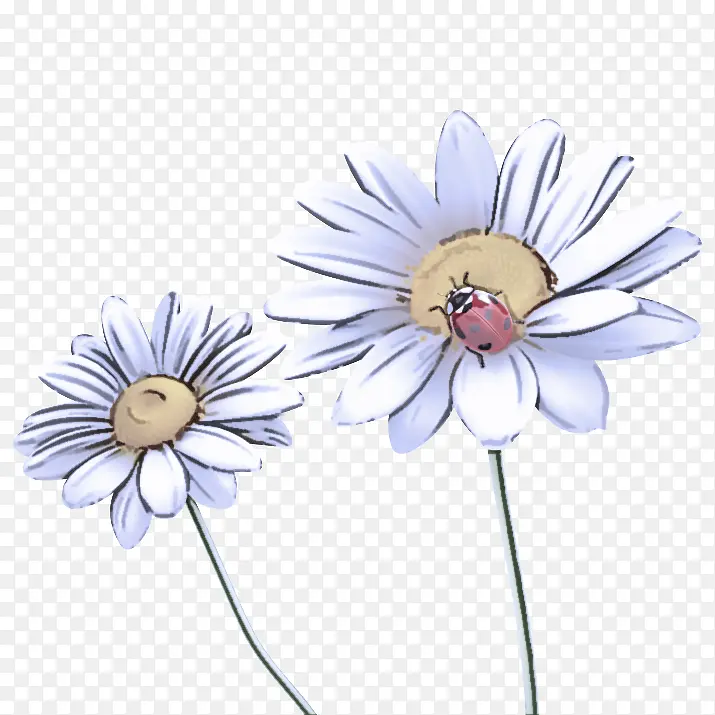 雏菊 白色 花朵