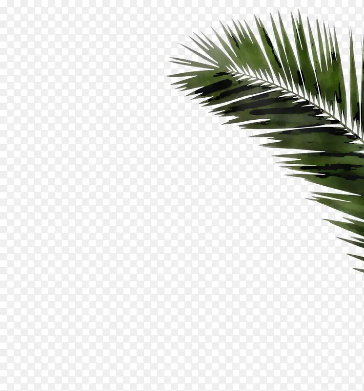 树木 绿色 棕榈树