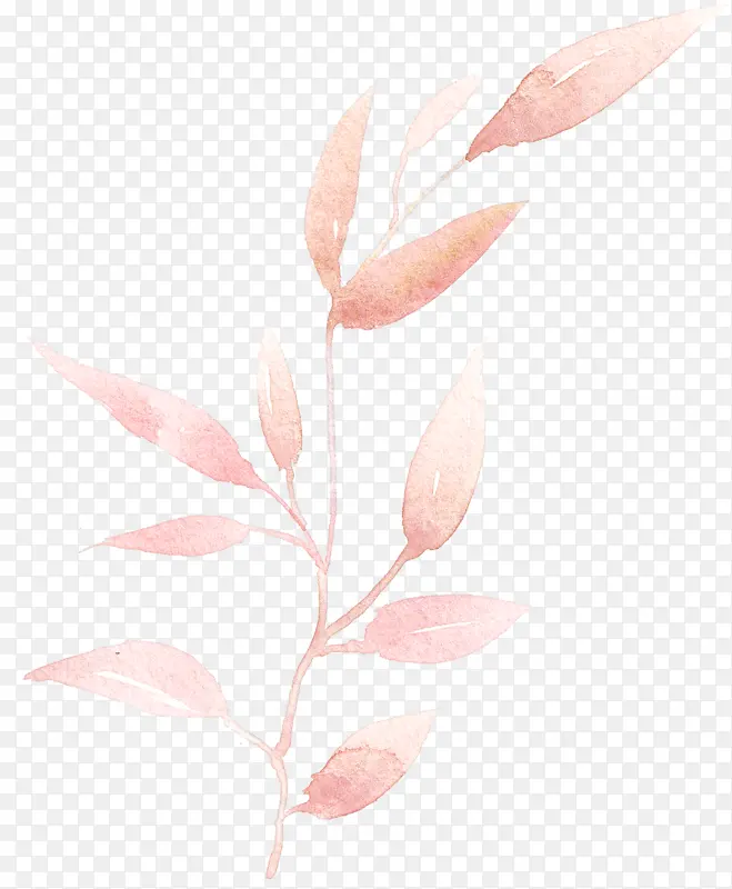 粉色 叶 植物