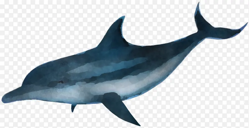 海豚 鳍 鲸目动物