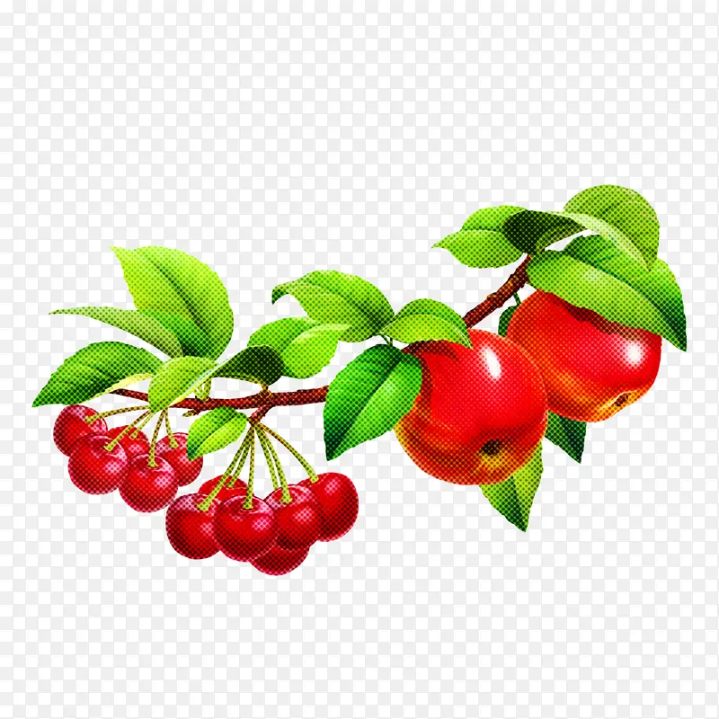 水果 浆果 植物