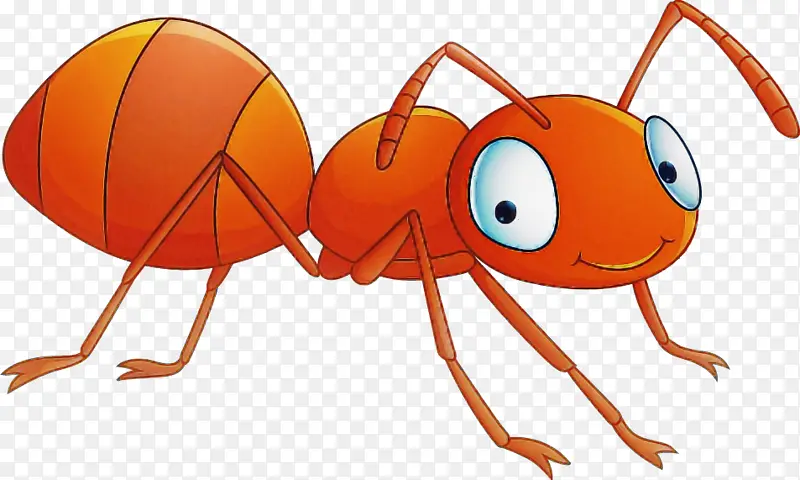 昆虫 橙色 蚂蚁
