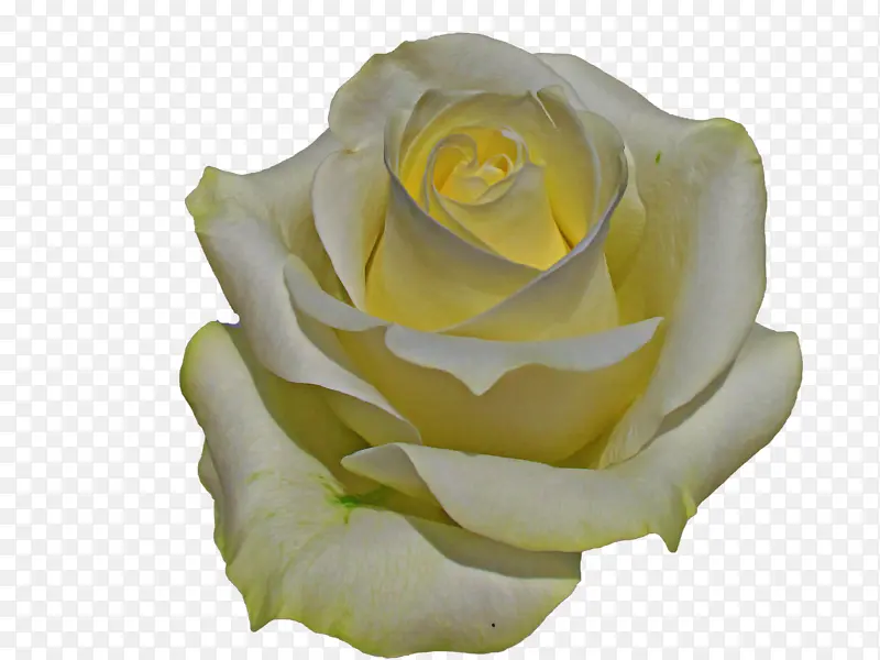 白色 花园玫瑰 玫瑰