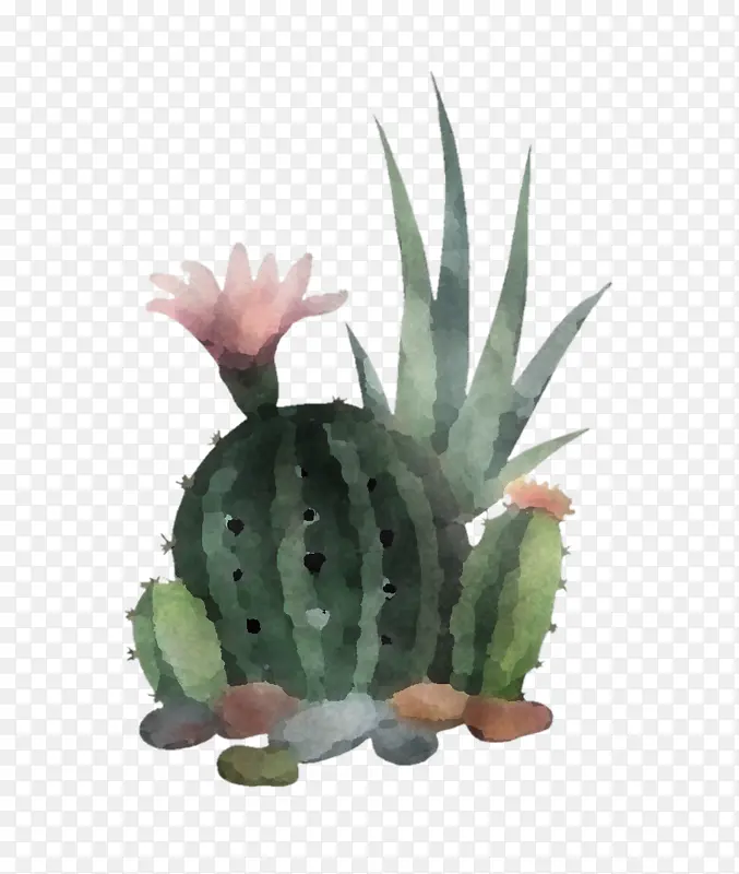 室内植物 陆生植物 花盆