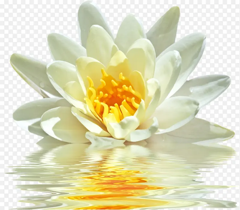 芳香的白色睡莲 花瓣 花朵