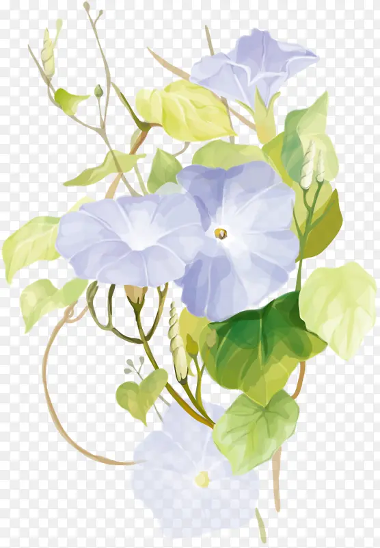 花朵 白色 花瓣
