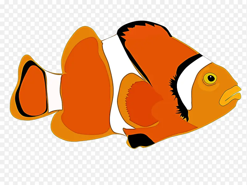 海葵鱼 鲳鱼科 鱼