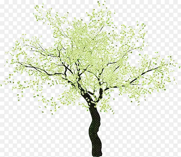 树 植物 树枝