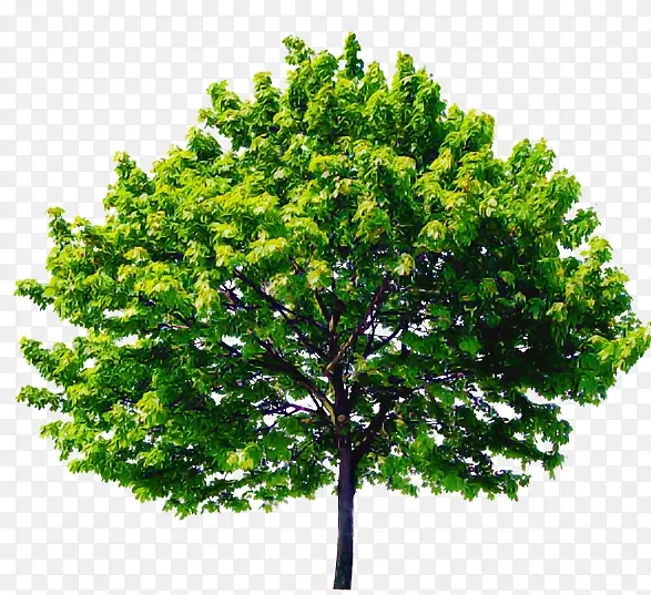 树 植物 绿色