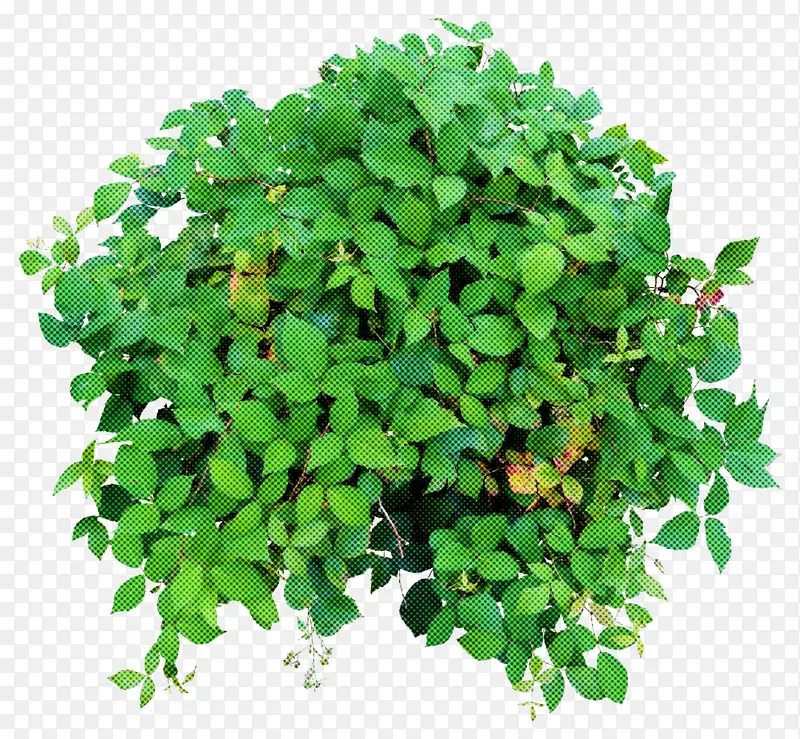 植物 绿色 花
