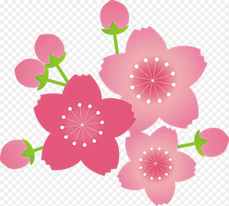 樱桃花 花朵 粉色