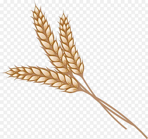 小麦 粮食 植物