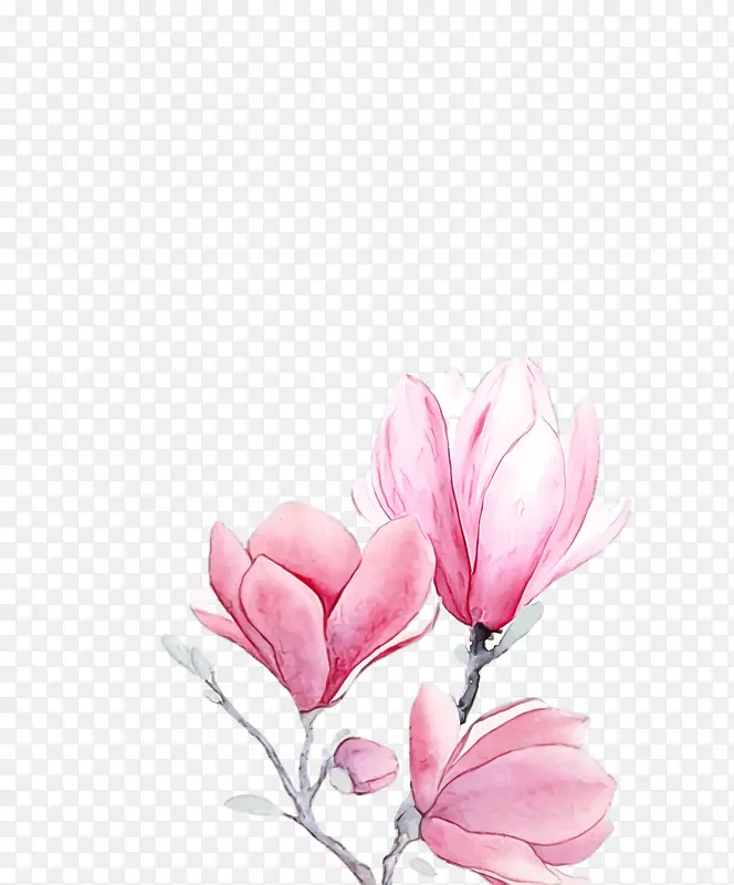 春花 花朵 粉色