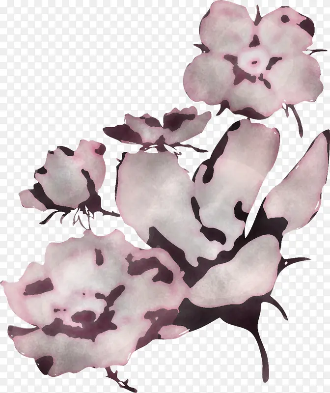 粉色 花 植物