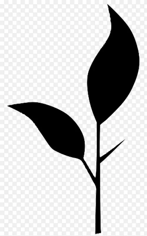 叶 黑白色 植物