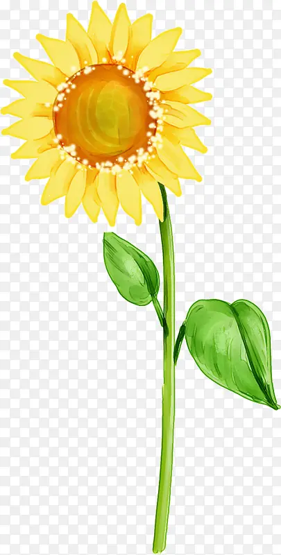 花卉 向日葵 黄色