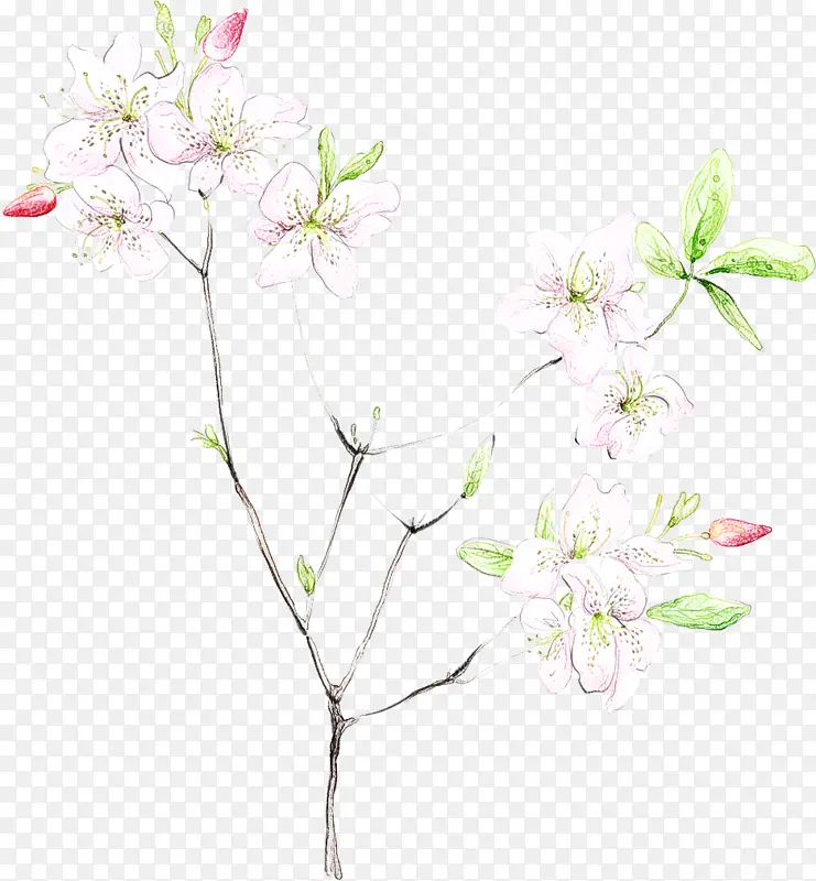 花 植物 树枝