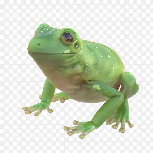 青蛙 真青蛙 绿色