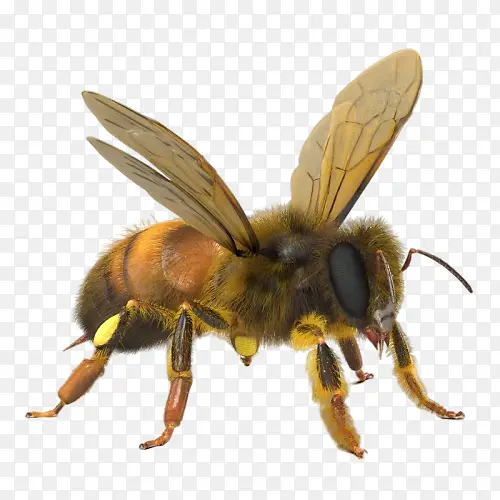 昆虫 蜜蜂 大辣椒科