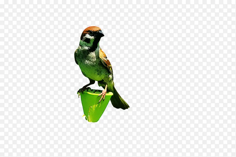 鸟 绿色 鹦鹉