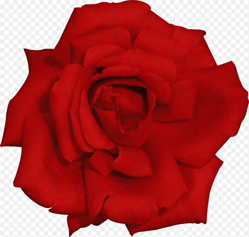 红色 花园玫瑰 花朵