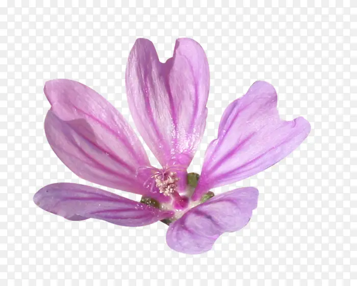 花瓣 紫罗兰 粉红色