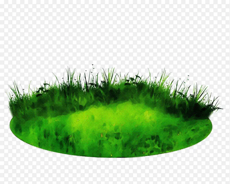 绿色 草 草科
