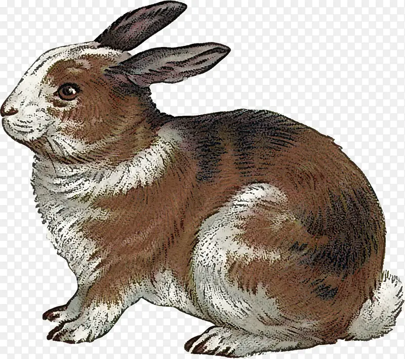 兔子 兔子和兔子 动物形象