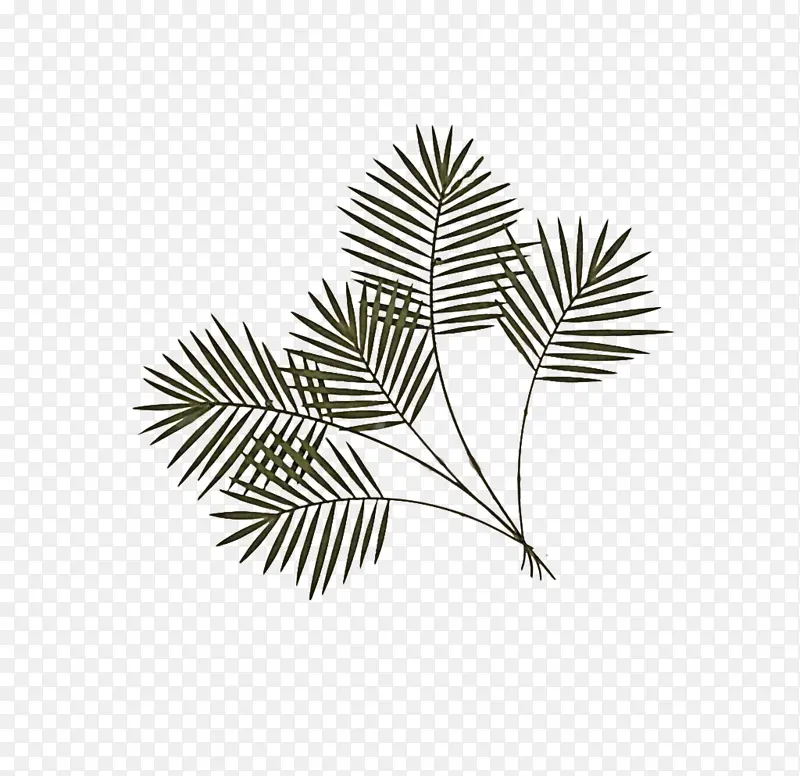 叶 树 枝PNG图片素材下载_图片编号7024576-PNG素材网