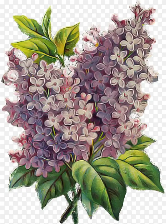 花 丁香 植物