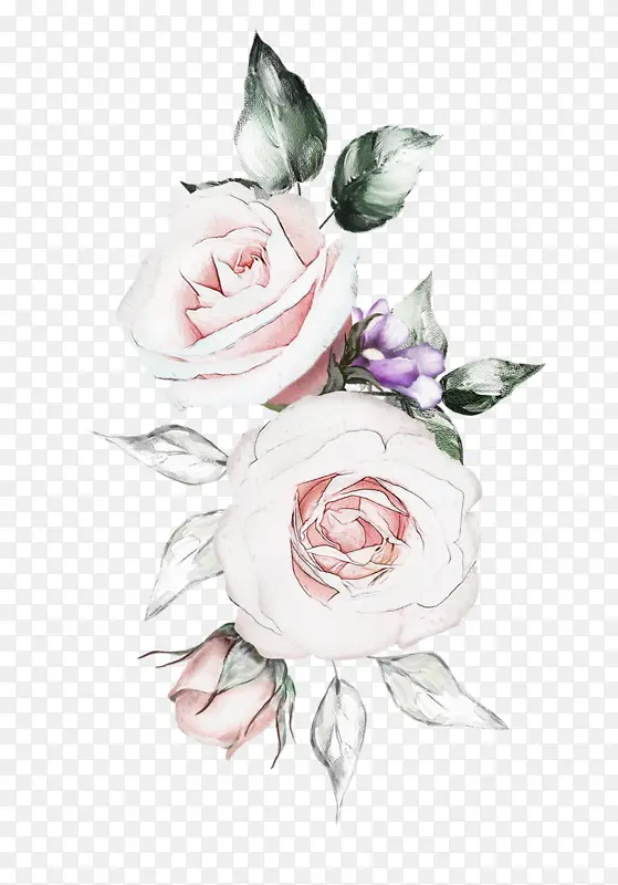 白色 玫瑰 花园玫瑰