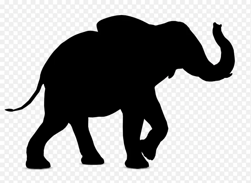 大象 印度大象 野生动物