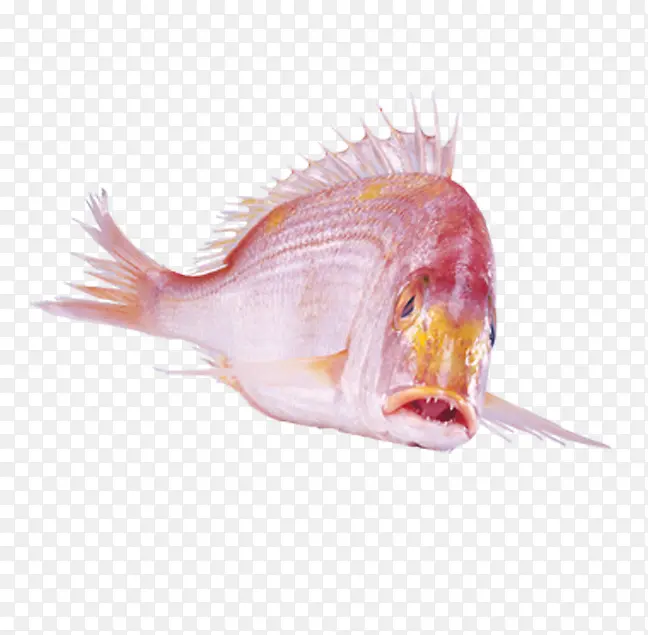 鱼 鲷鱼 红鲷