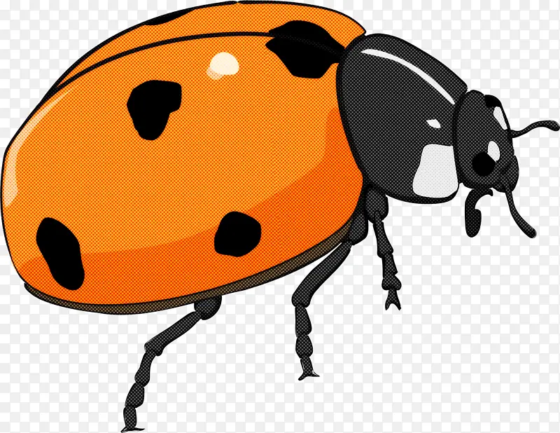昆虫 叶甲虫 甲虫