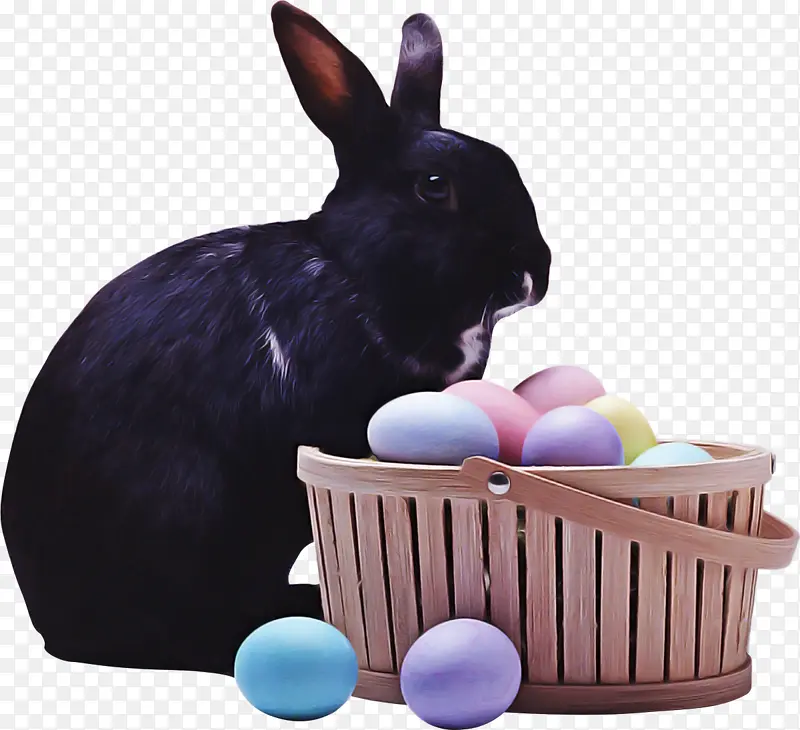 复活节兔子 兔子 兔子和野兔