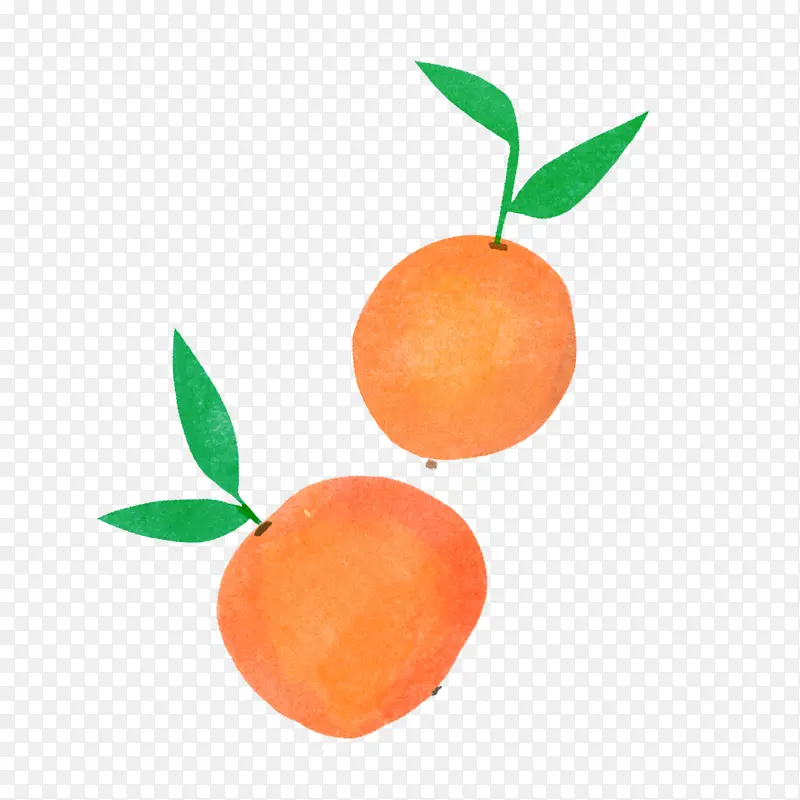柑橘 水果 植物