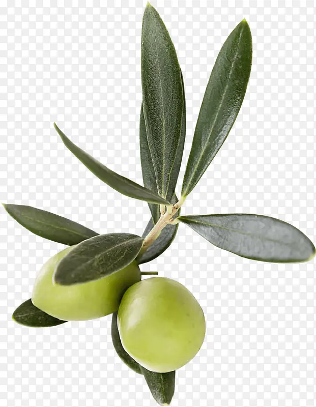 橄榄 叶 植物