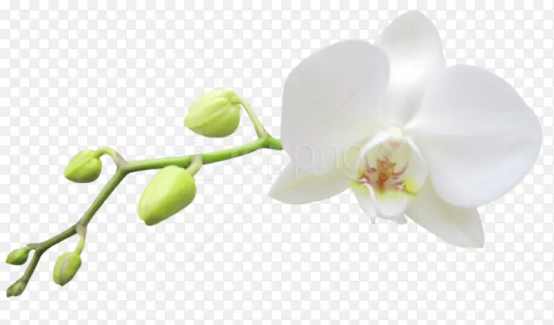 花 白色 植物