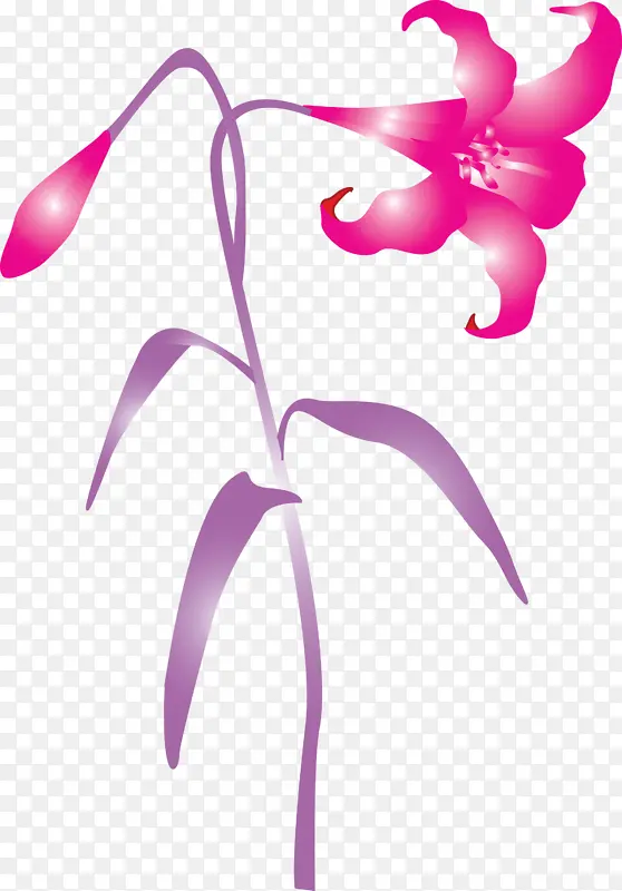 复活节花 春花 粉色