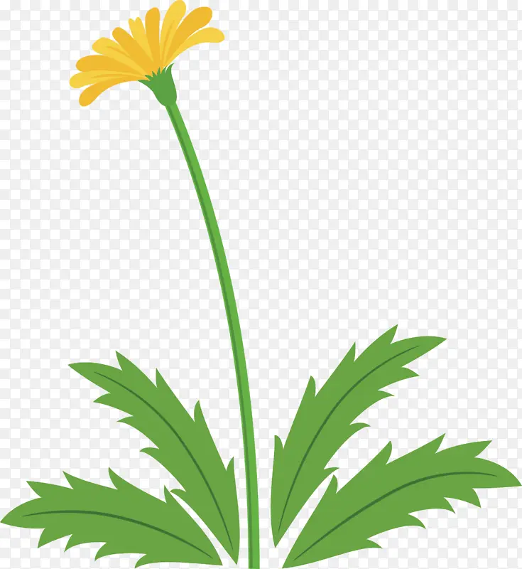 蒲公英花 复活节花 春花