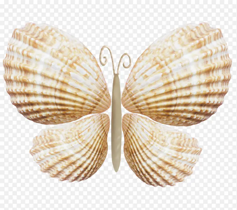 科克尔 贝壳 双壳类