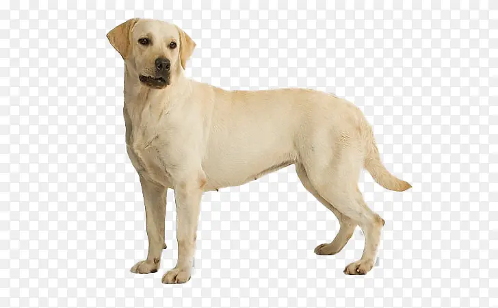 狗 拉布拉多寻回犬 白色