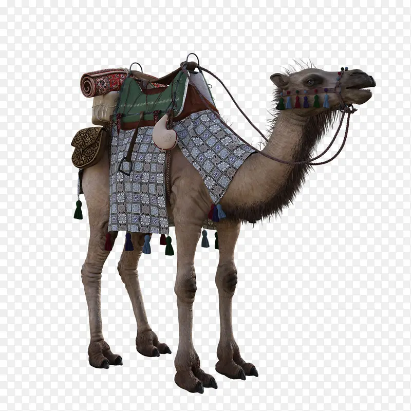 骆驼 阿拉伯骆驼 马匹