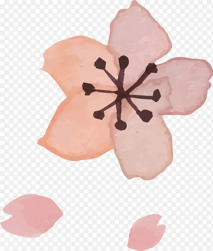 粉色 花瓣 植物