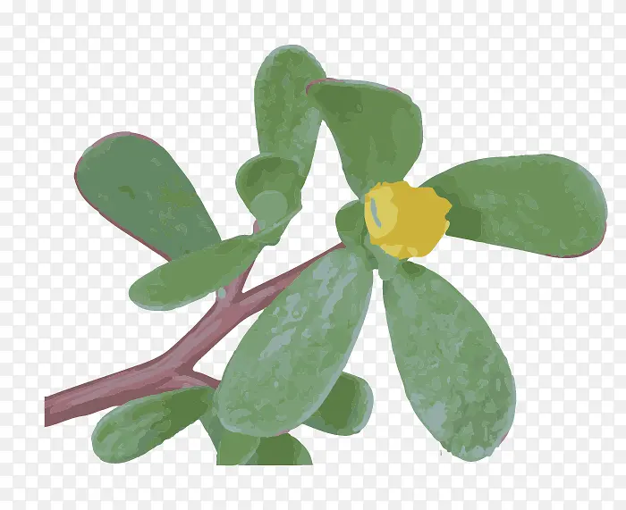 花 叶 植物