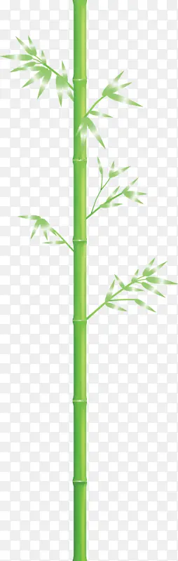 竹子 叶子 绿色