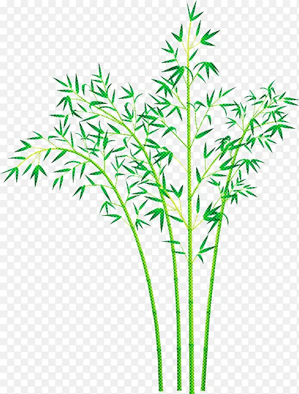 竹子 叶子 植物