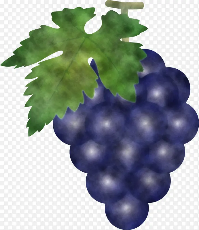 葡萄 水果 葡萄叶