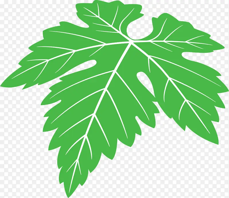 葡萄叶子 叶子 植物