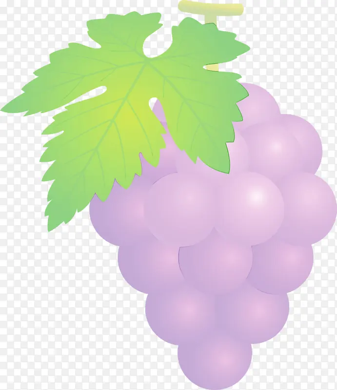葡萄 水果 水彩